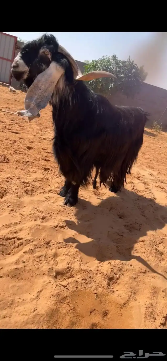 تم البيع 2
