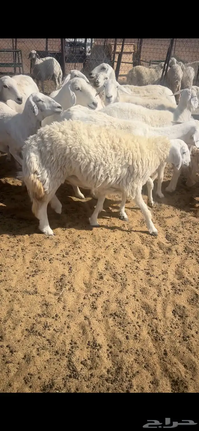 حريات مضاريع 12. تم البيع الله يبارك 0