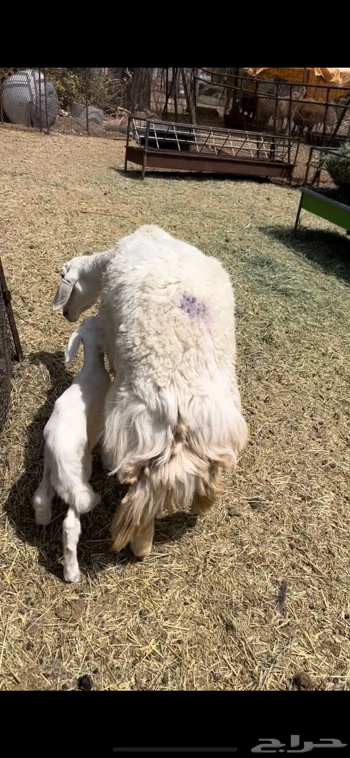 ثنيه تحتها طلي 2