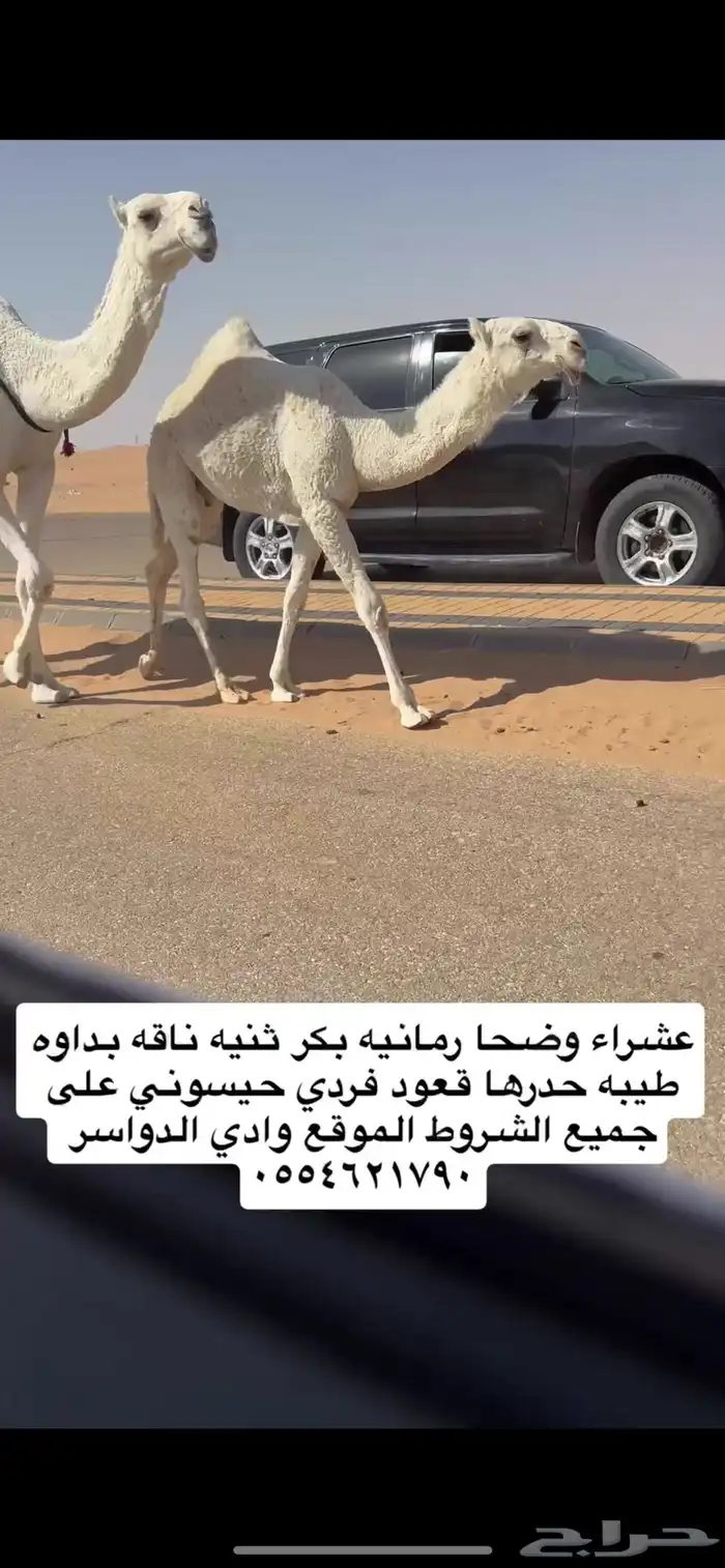 عشرا وضحا بكر حدرها قعود فردي حيسوني 1