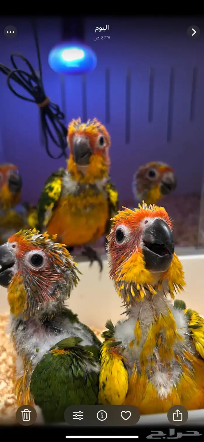 فرخ صن كنيور 0