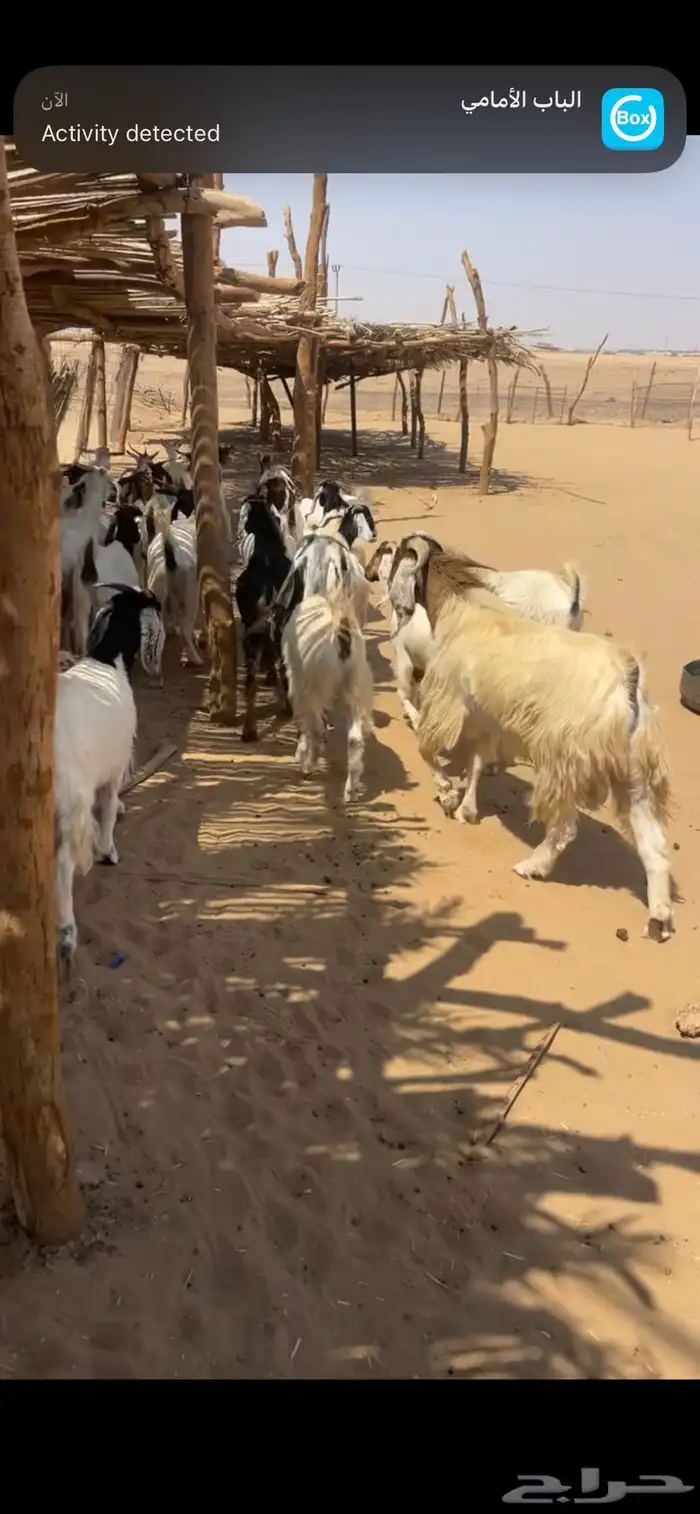 معزا مهجنه صغار سنه كلها دفيع 0