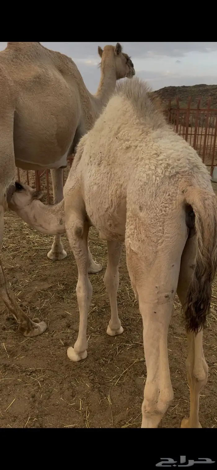 بكره على الحليب زبده 0