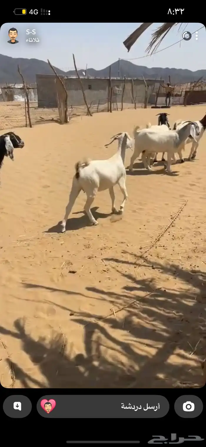 معزا مهجنه صغار سنه كلها دفيع 1