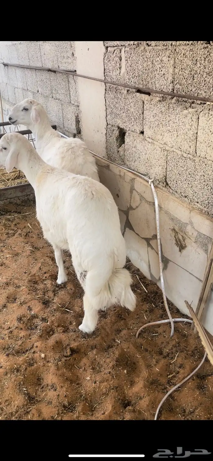 طليان حريه فل وعلف شعير وبرسيم 4