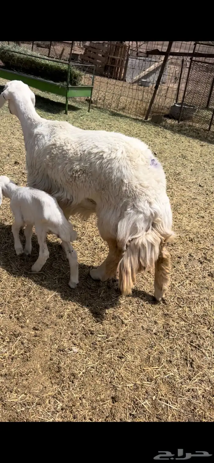 ثنيه تحت طلي 1