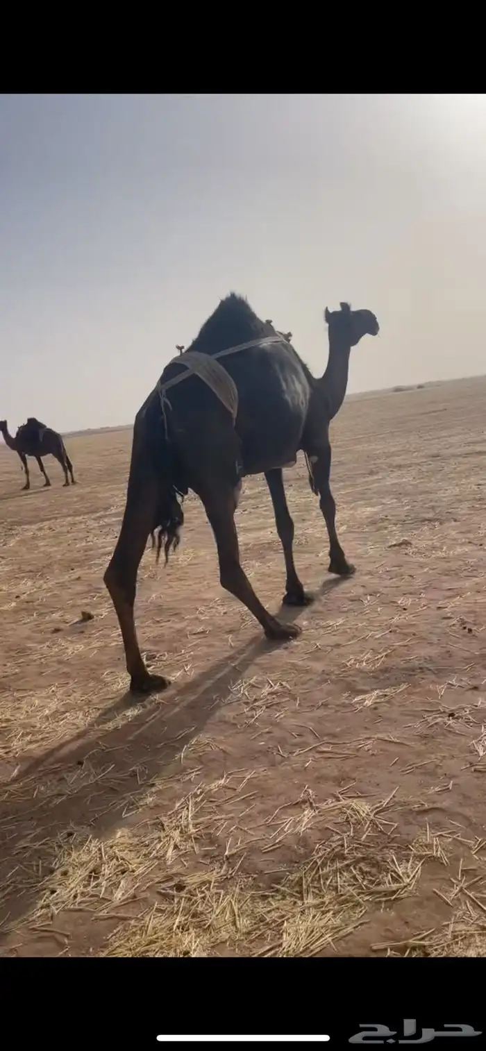 ابل 0