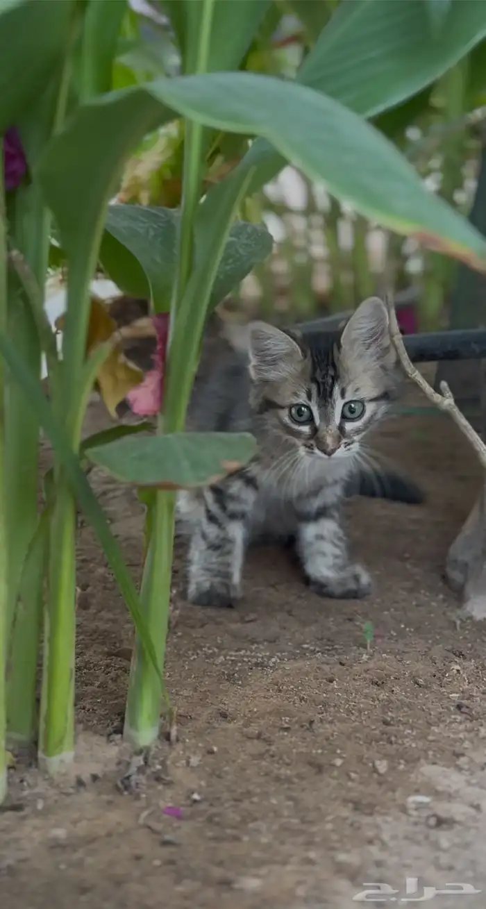 قطط شيرازي تبني 5