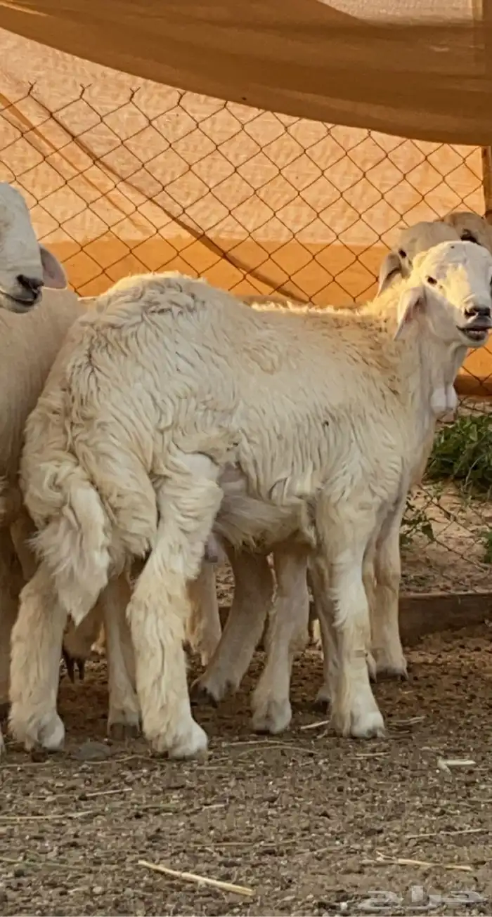 حنيذ وعربي وذبايح مع الذبح والطبخ والتوصيل 21