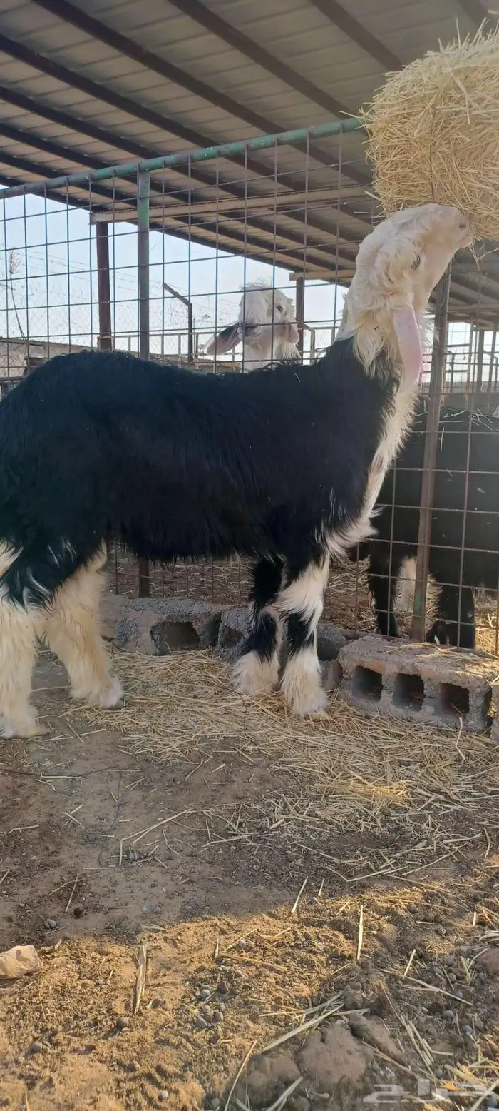 مشروع فحل نجدي فاخر 2