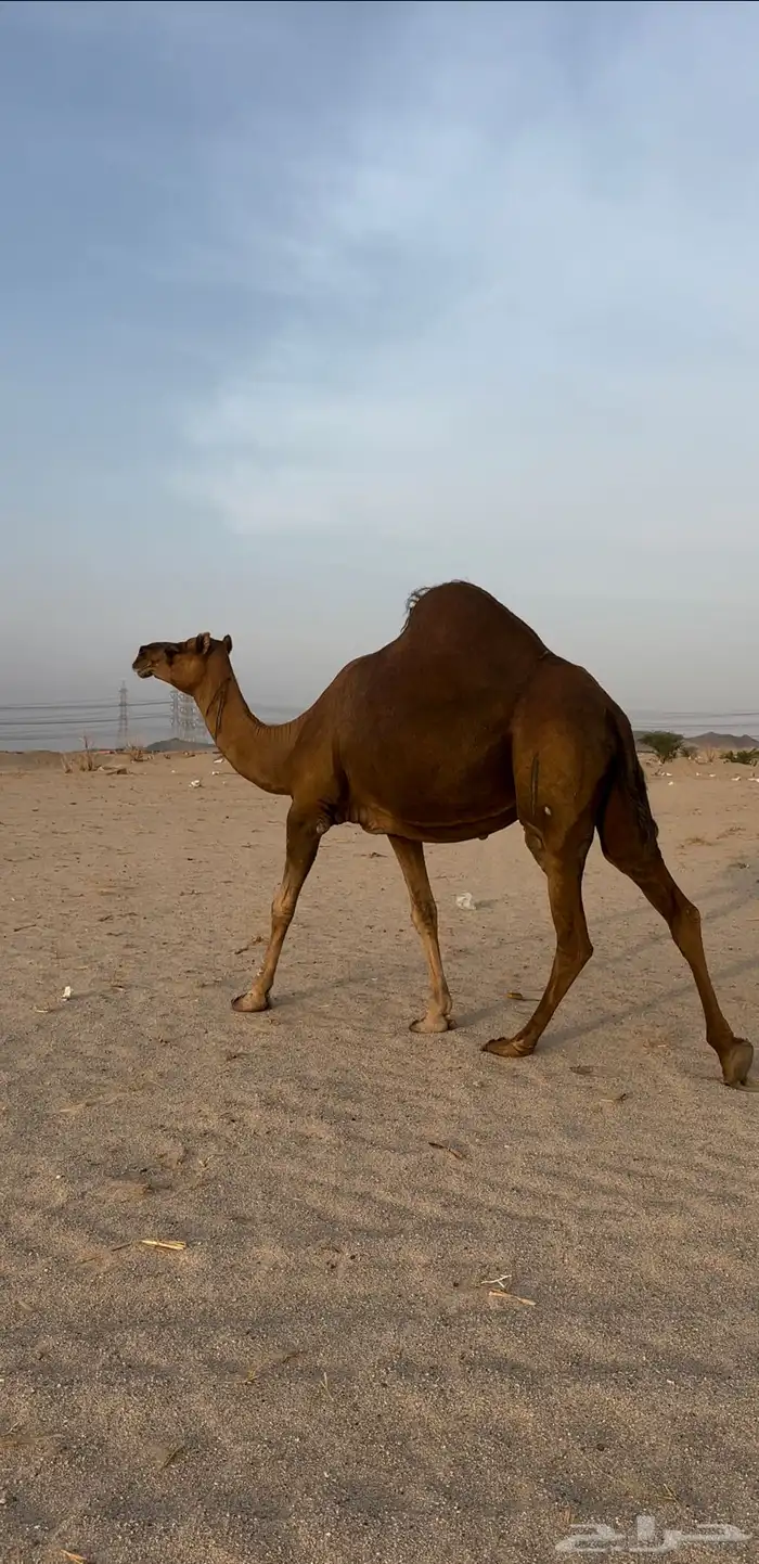 ملاقي حمرا دم باخره الي يدور الزين المسكت(تم البيع) 5