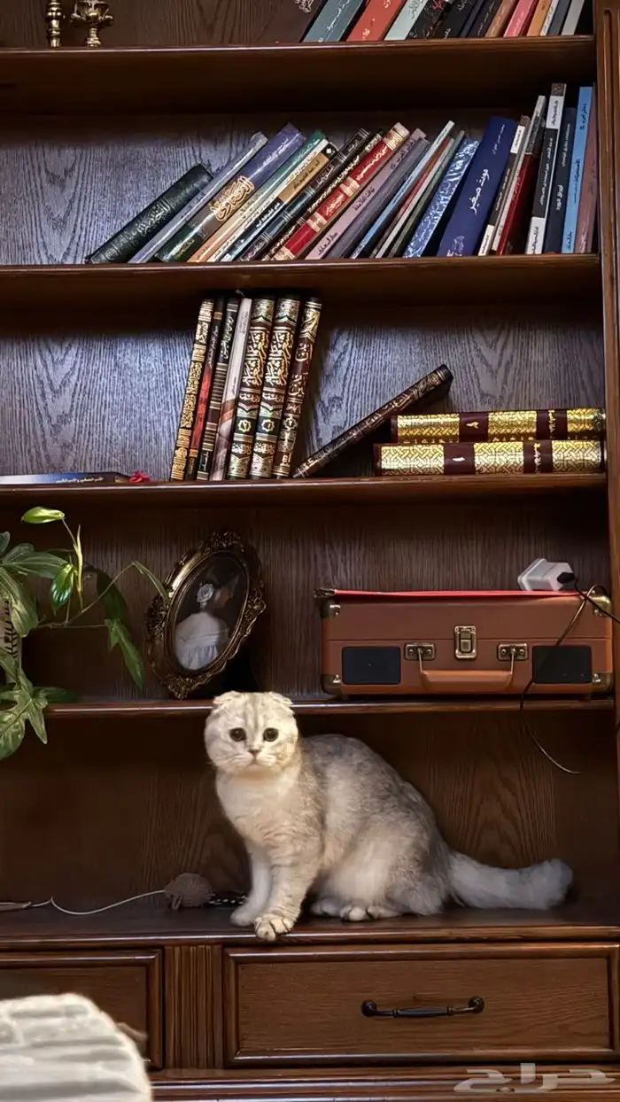 قط ذكر للتزاوج 0