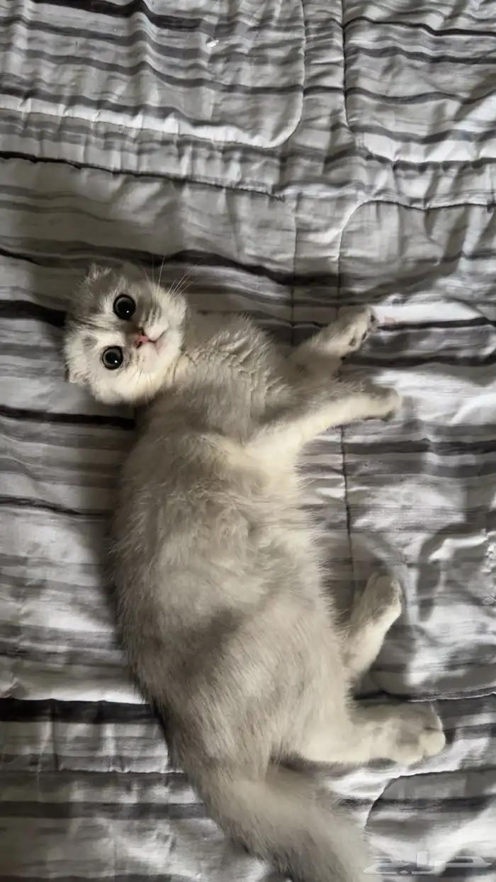 قط ذكر للتزاوج 1