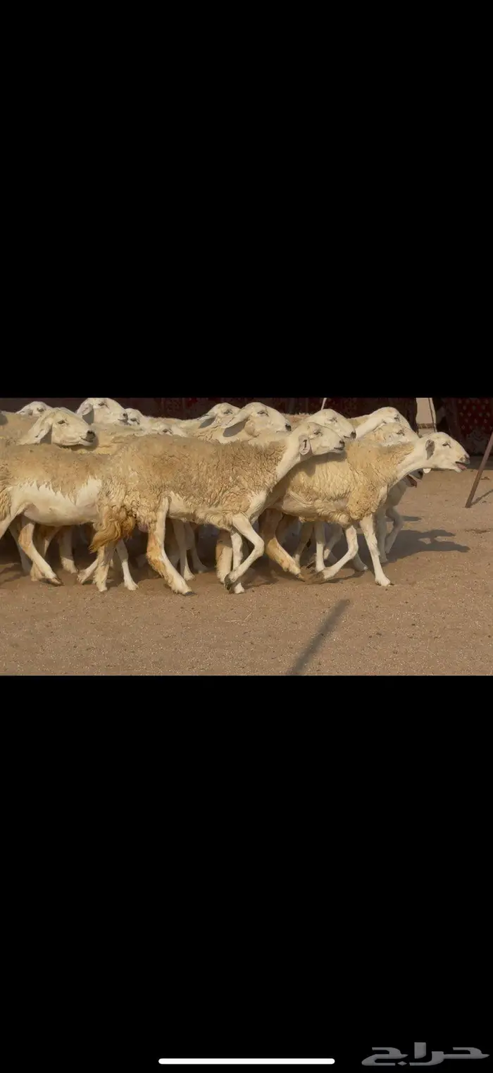 رخال صنف الصنف نوادر 3