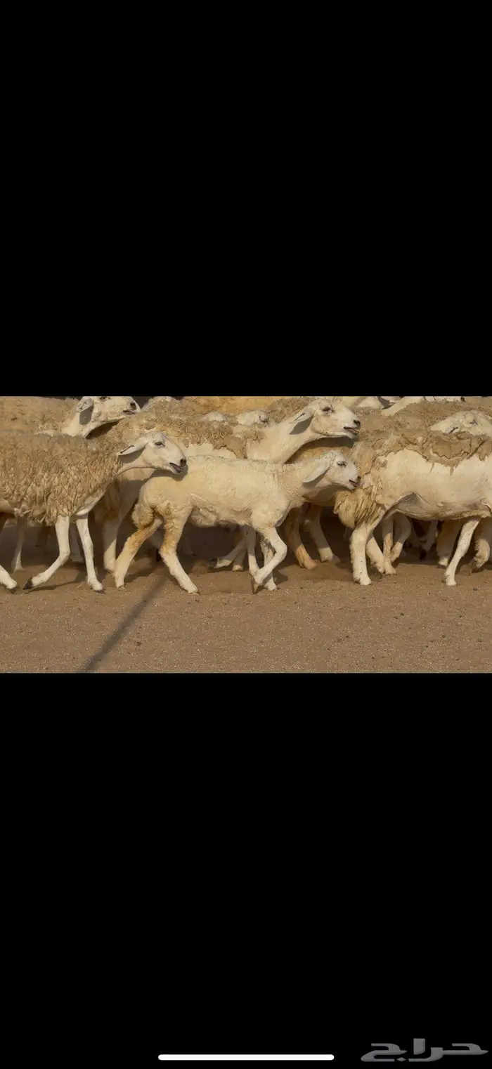 رخال صنف الصنف نوادر 6