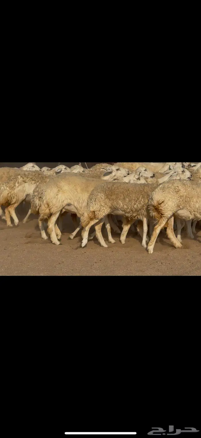 رخال صنف الصنف نوادر 5