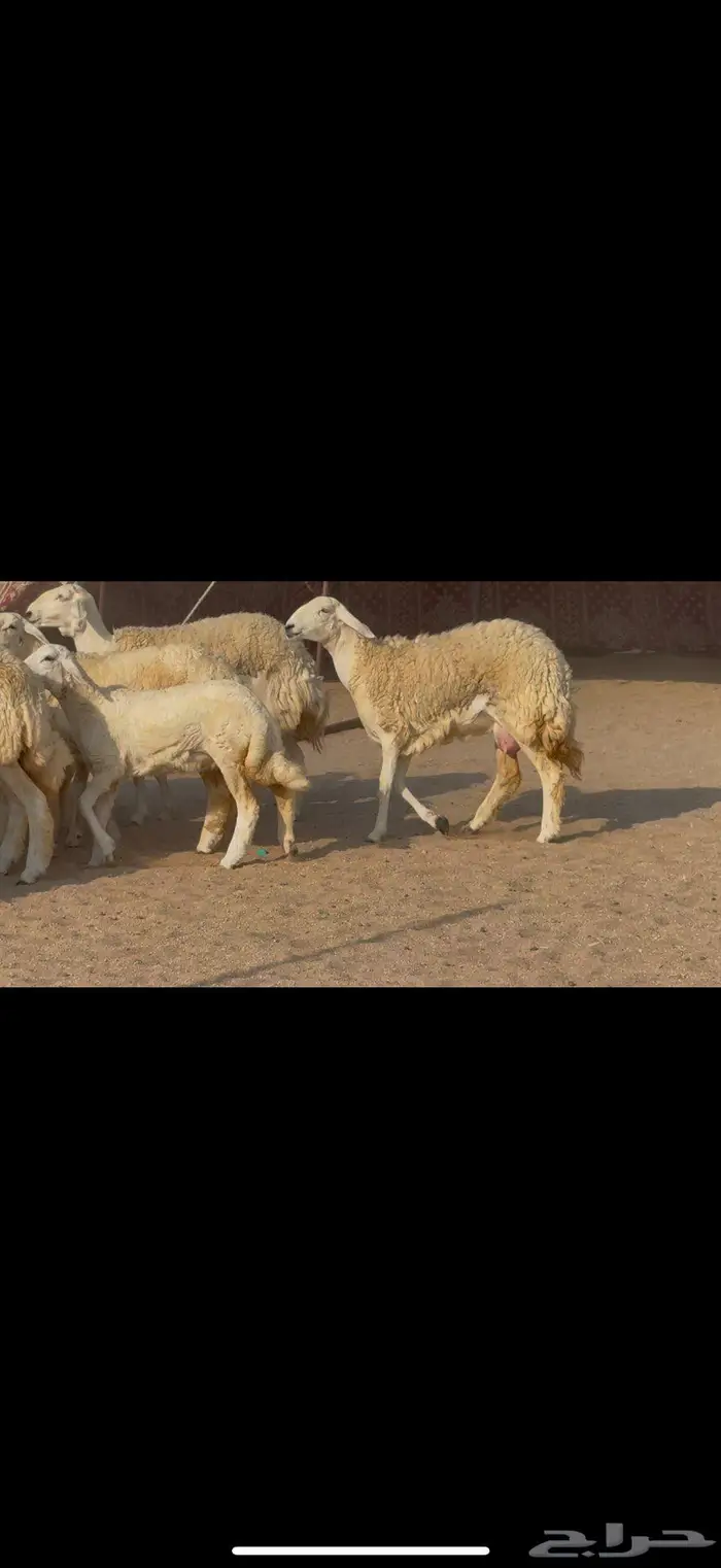 رخال صنف الصنف نوادر 7