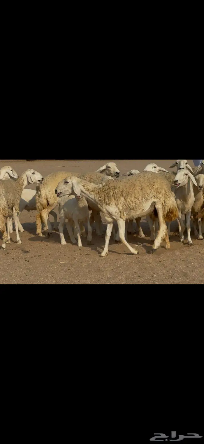 رخال صنف الصنف نوادر 9