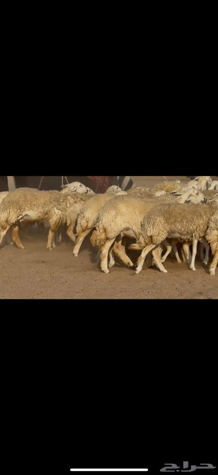 رخال صنف الصنف نوادر 4