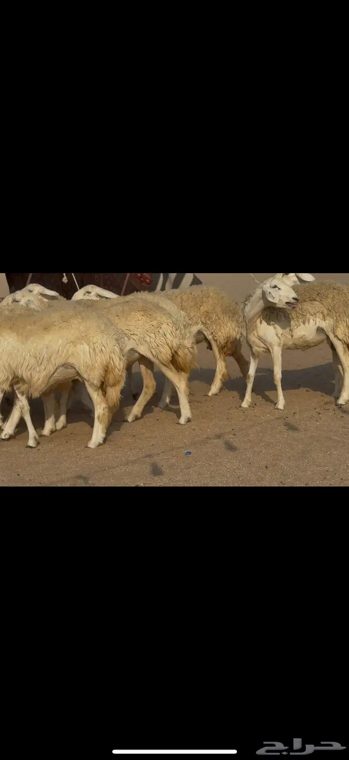 رخال صنف الصنف نوادر 1