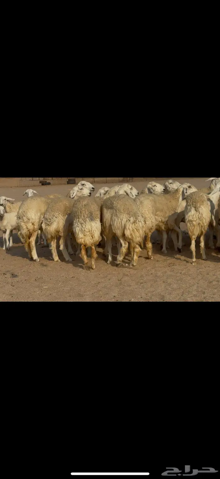 رخال صنف الصنف نوادر 0