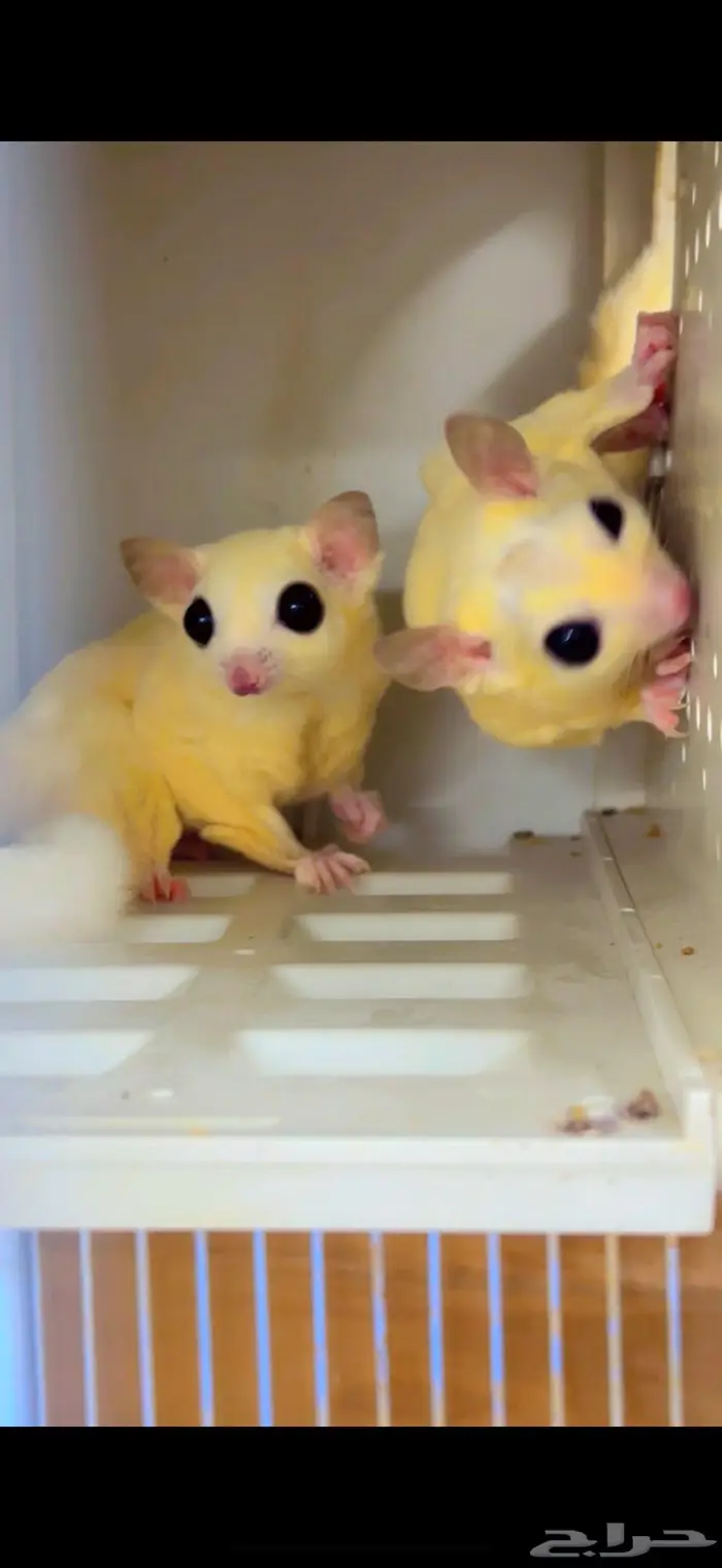 سنجاب الطائر 0