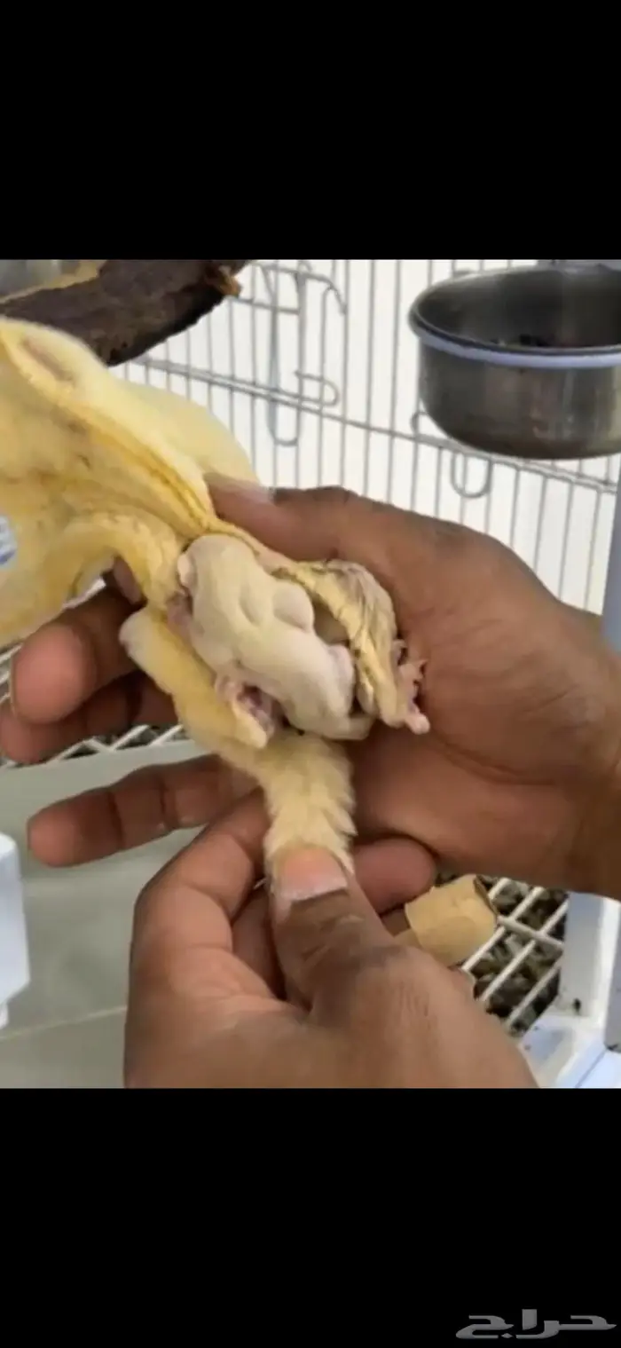 سنجاب الطائر 2