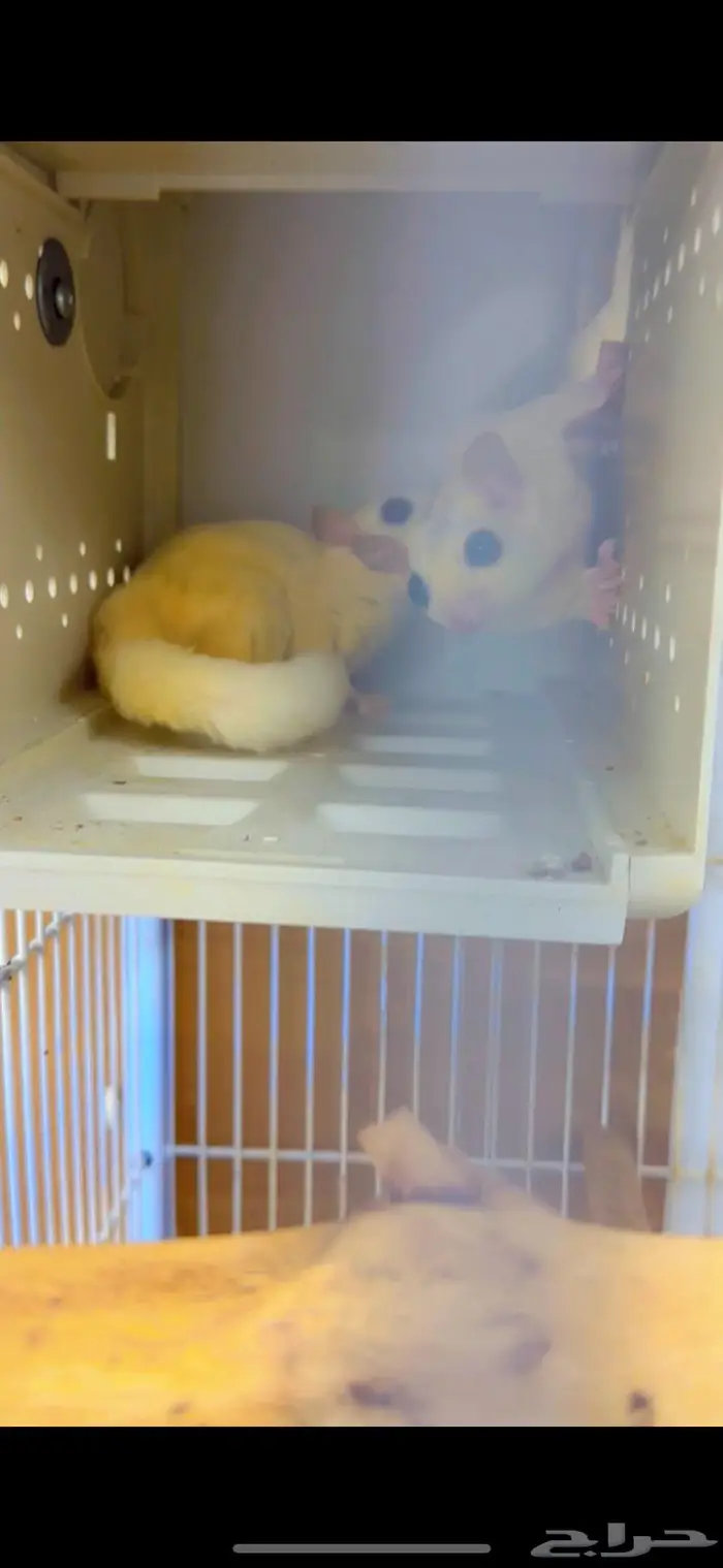 سنجاب الطائر 1