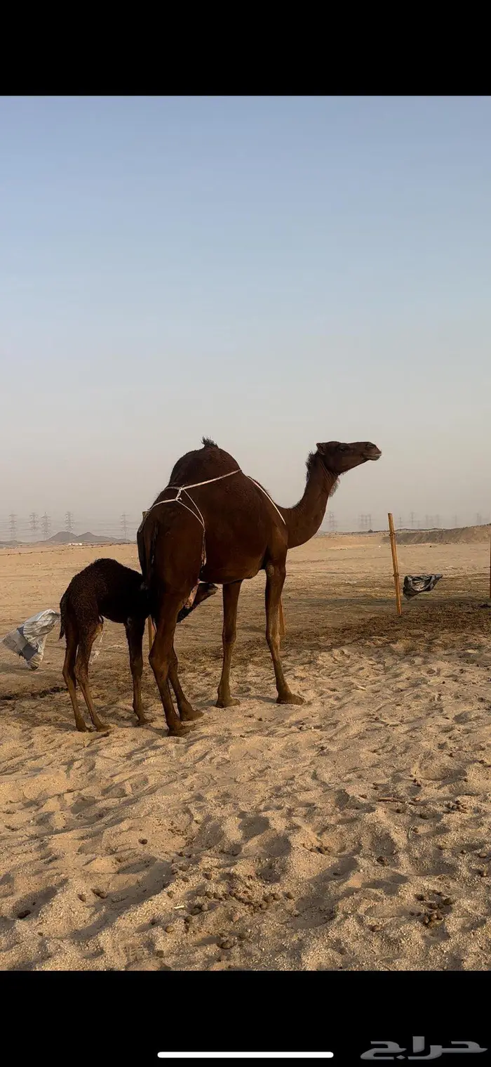 خلفه حمراء دم يأهل الزين ولمقنئ 1