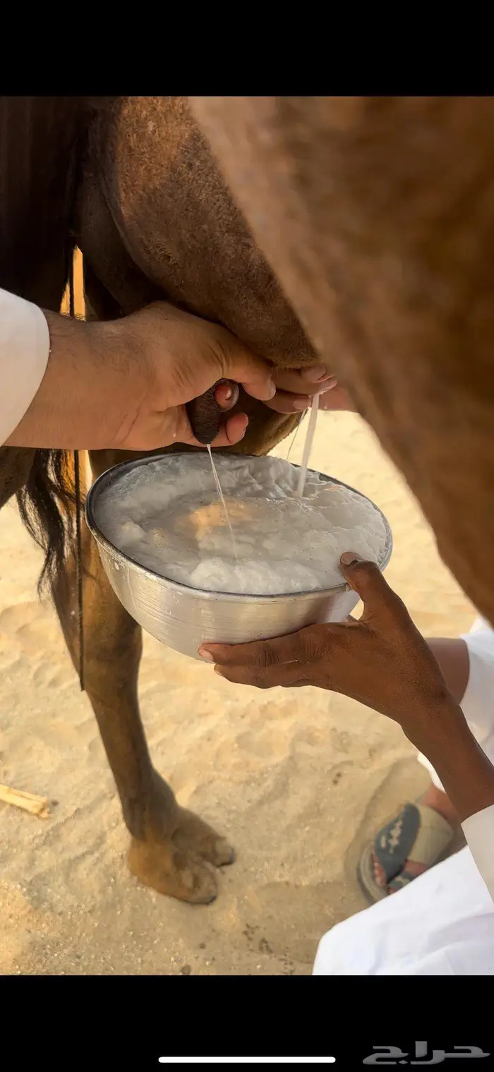 خلفه حمراء دم يأهل الزين ولمقنئ 7