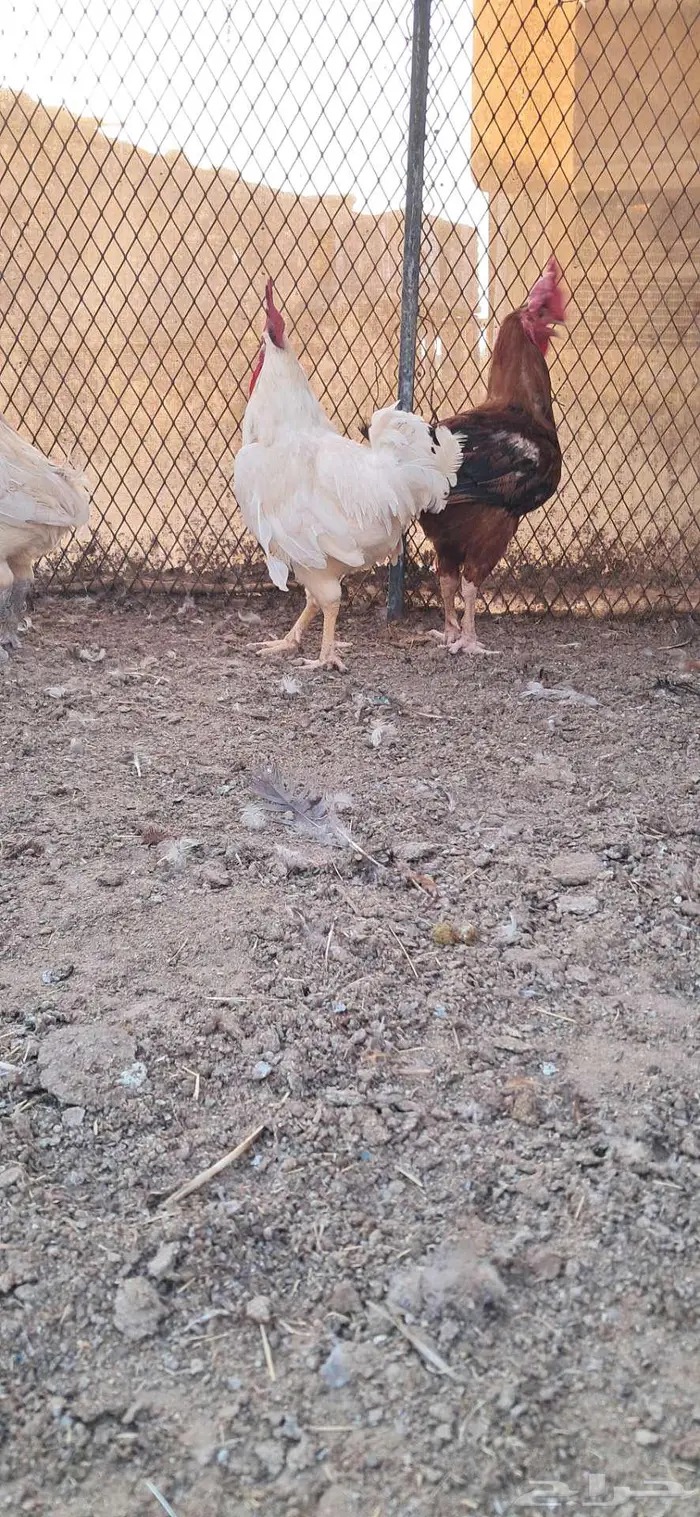 ديوك فرنسي 1