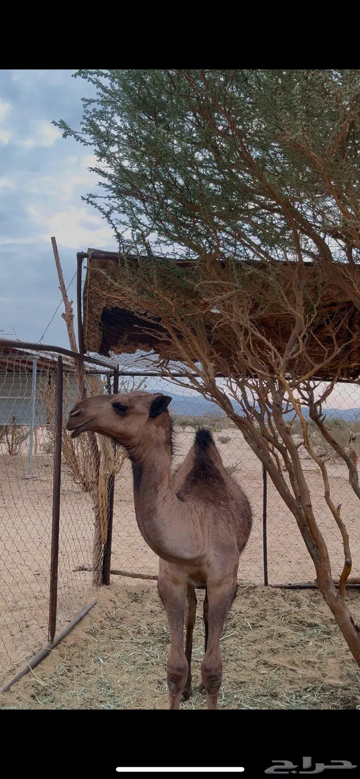 قعود اصفر كفووو 3