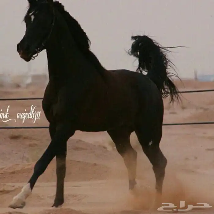 مهر أدهم فاخر ولد جعفر بن شهار 6