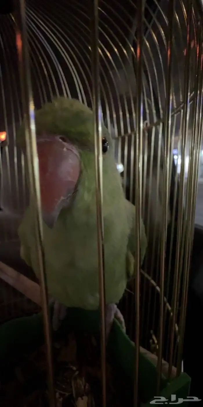 دره هنديه أليفه متكلم 18