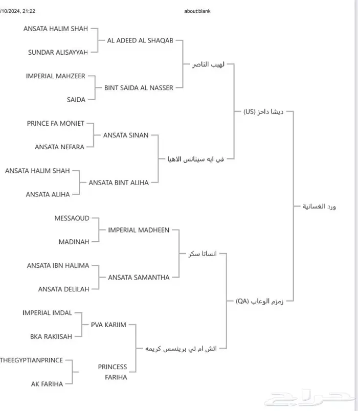 مربط ضابحات مروانيه يقدم فرس مصريه بيور 2