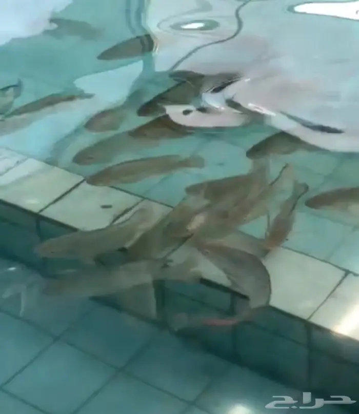 سمك بلطي حي 4