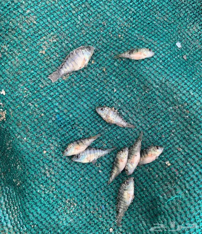 سمك بلطي حي 12