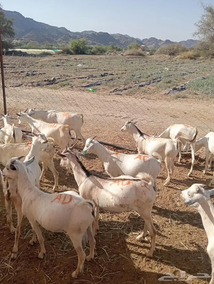 أقوى عروض التيوس للملاحم والتجار 2