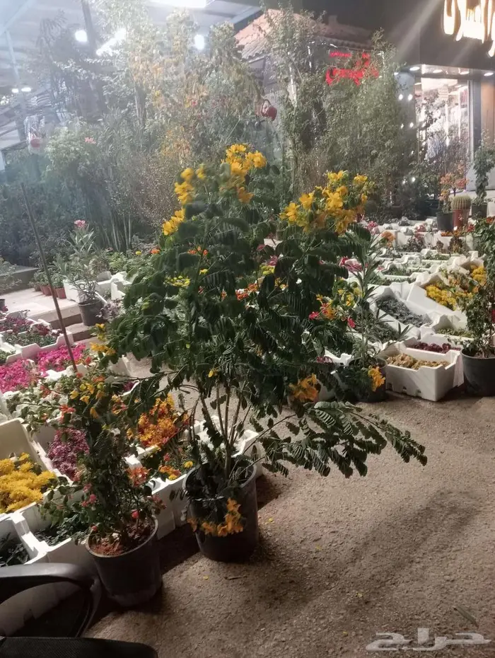 تنسيق وصيانه الحدائق 1