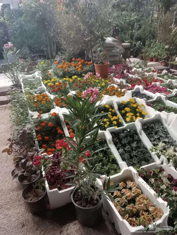 تنسيق وصيانه الحدائق 2