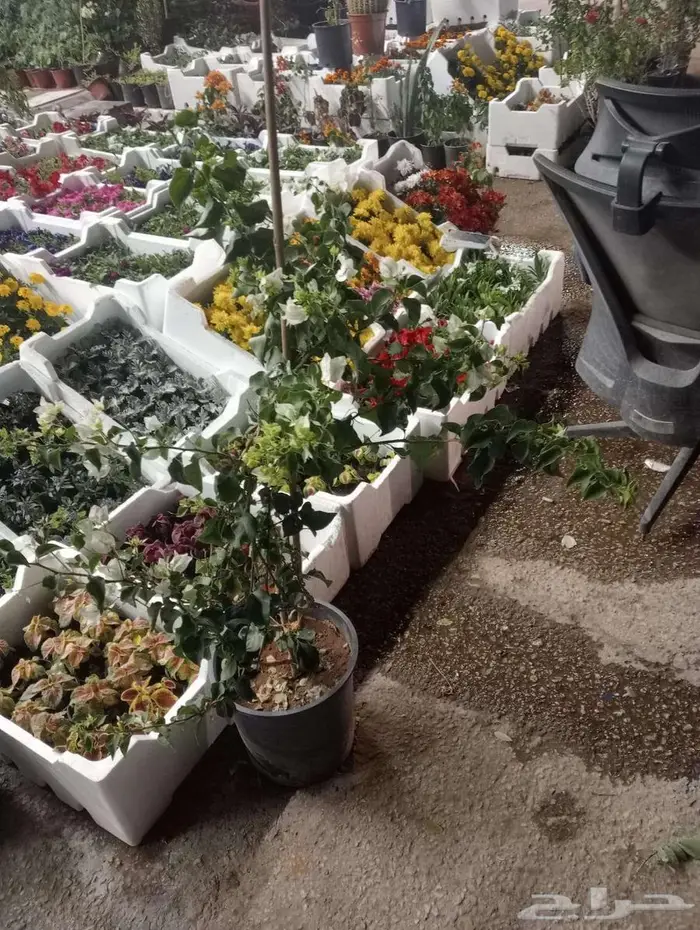 تنسيق وصيانه الحدائق 11