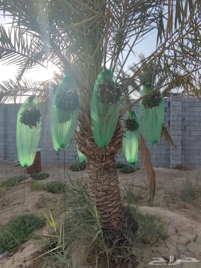 للبيع تمر معلق للمواشي 0