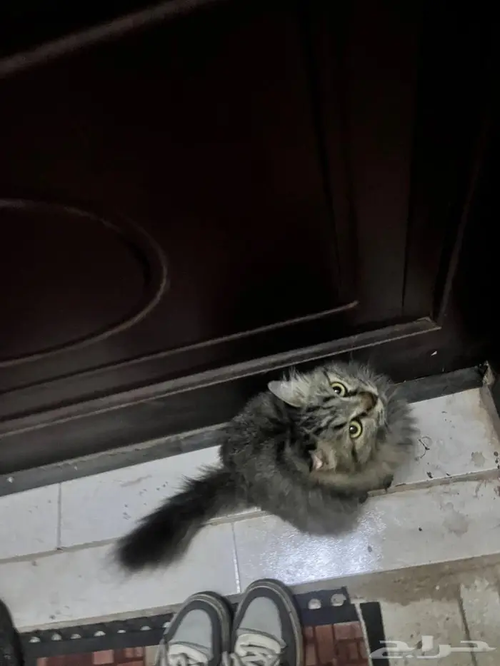 بسة بيت اتوقع ضايعة 0