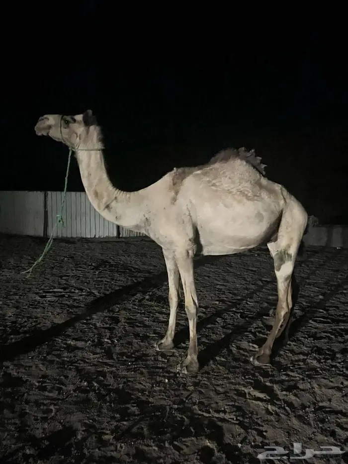 تبوك 0
