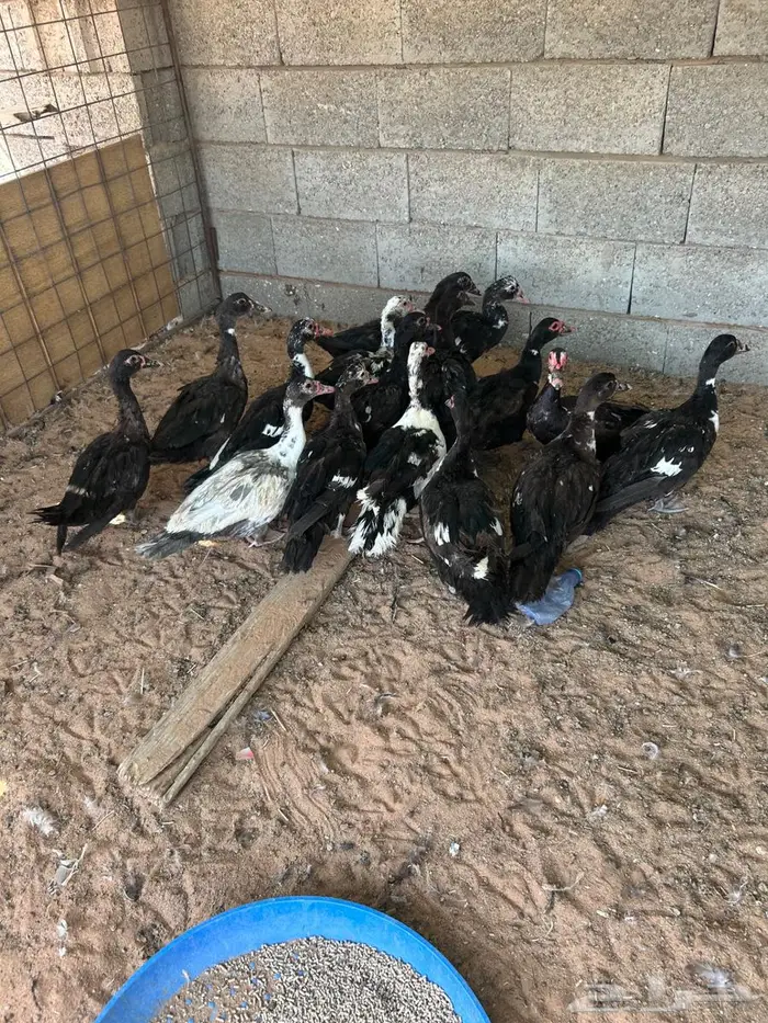 بح مسكوفي بياض 0