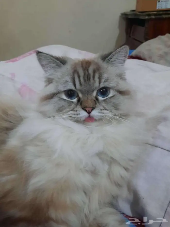 قط للتبني والتزاوج 1