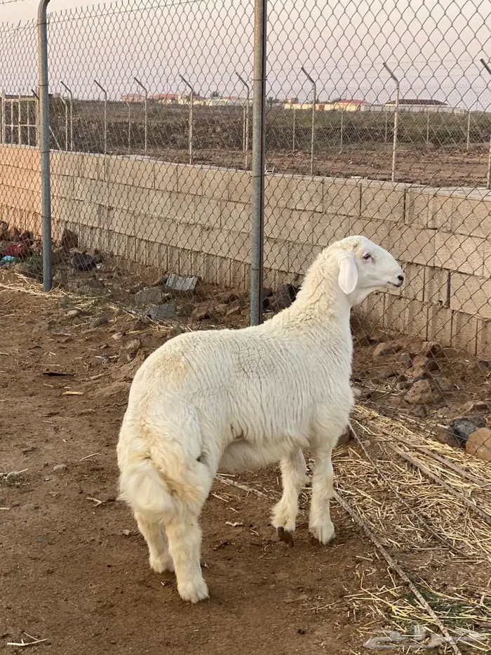 مشروع فحل صنف حري 1