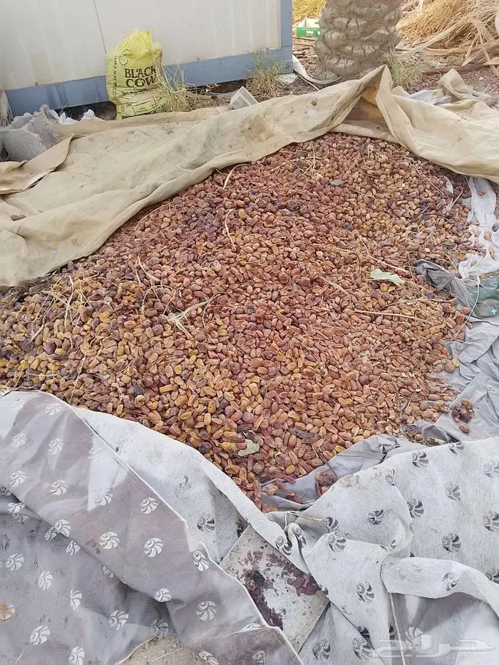 تمر علف غنم وبل 3