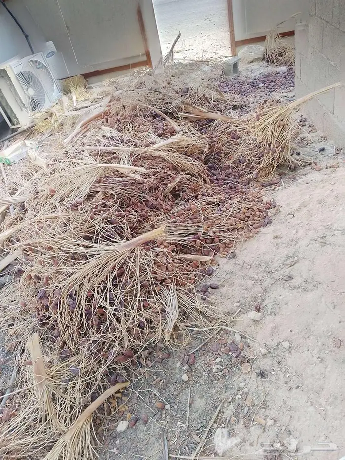 تمر علف غنم وبل 1