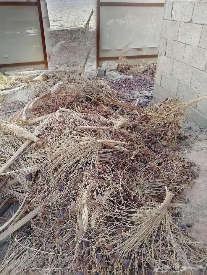 تمر علف غنم وبل 2